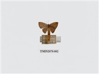 藏品(三尾灰蝶)的圖片